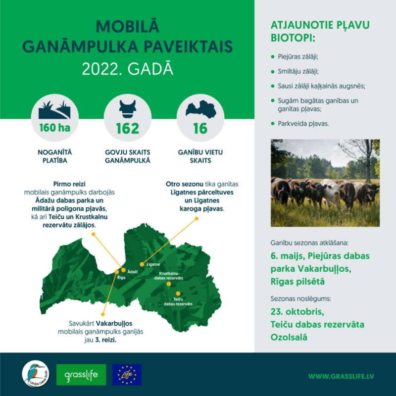 Pirmo reizi Ādažu dabas parka un militārā poligona pļavās 2022.gadā darbojās Latvijas Dabas fonda mobilais ganāmpulks pļavu biotopu atjaunošanai