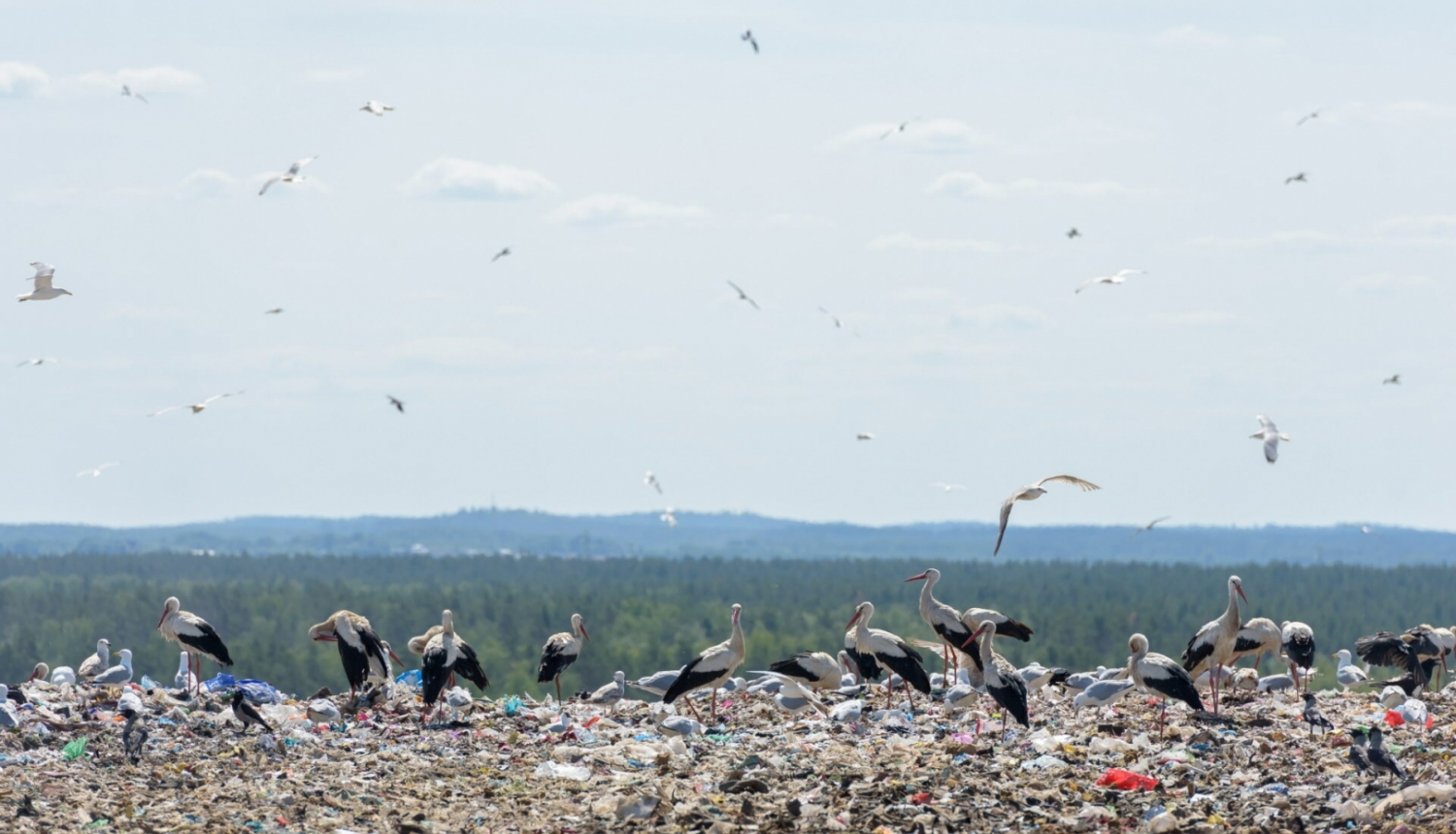 Foto: Kaspars Garda | Getliņi EKO